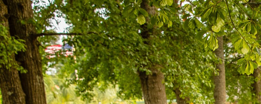 Wilmington North Carolina Campground Wilmington Koa