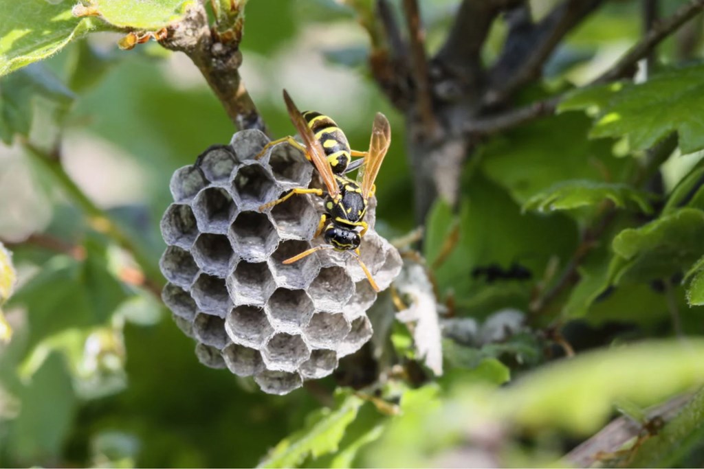 Winthrop Wasp Safety Tips & Tricks