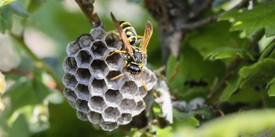 Winthrop Wasp Safety Tips &amp; Tricks