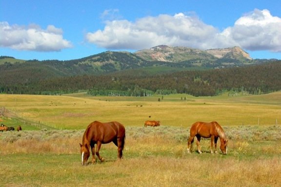 Horseback Riding